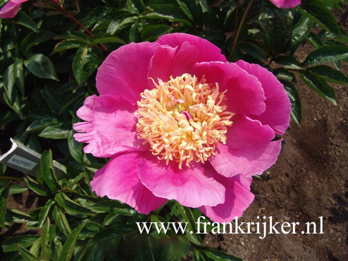 Paeonia 'Largo'
