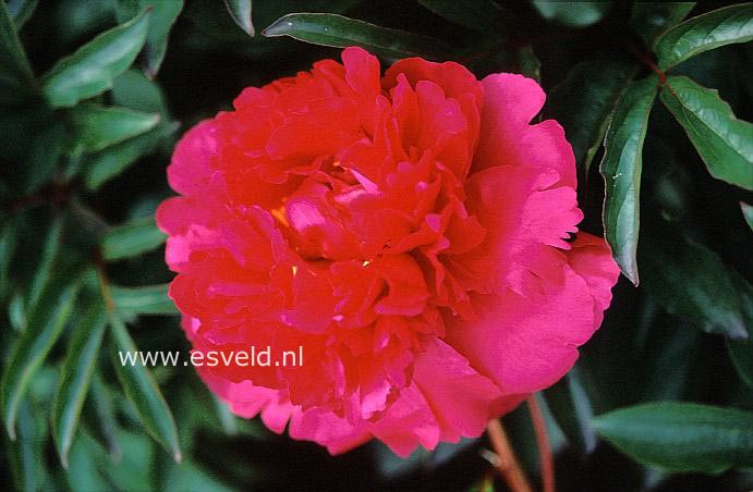 Paeonia 'Longfellow'