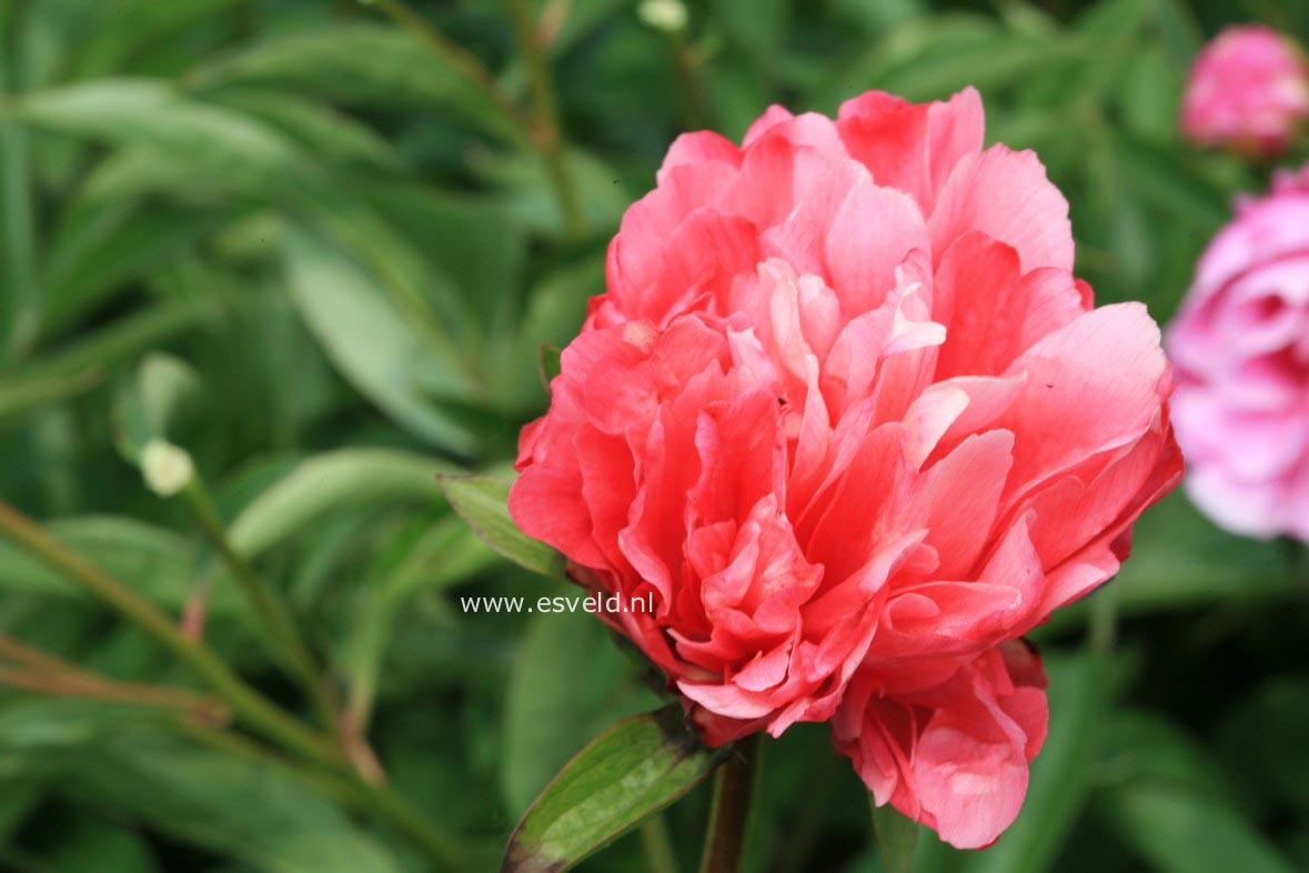 Paeonia 'Lorelei'