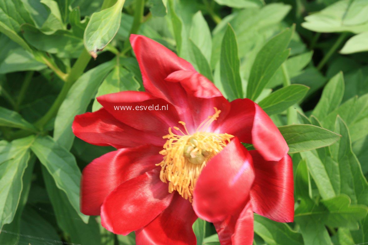 Paeonia 'Mahogany'