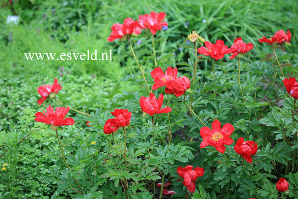 Paeonia 'Marie Antoinette'