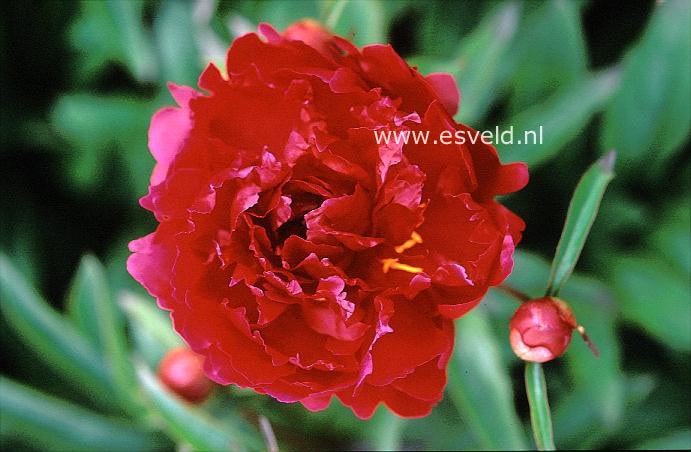 Paeonia 'Mme. Bouquet'