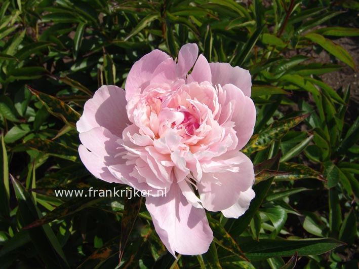 Paeonia 'Mme. Calot'