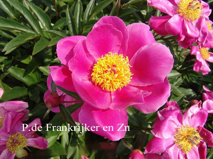 Paeonia 'Mme. Claude Allard'