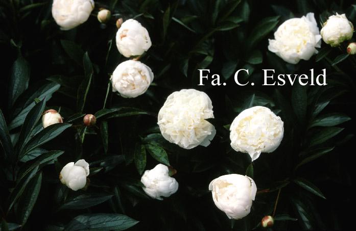 Paeonia 'Mme Claude Tain'