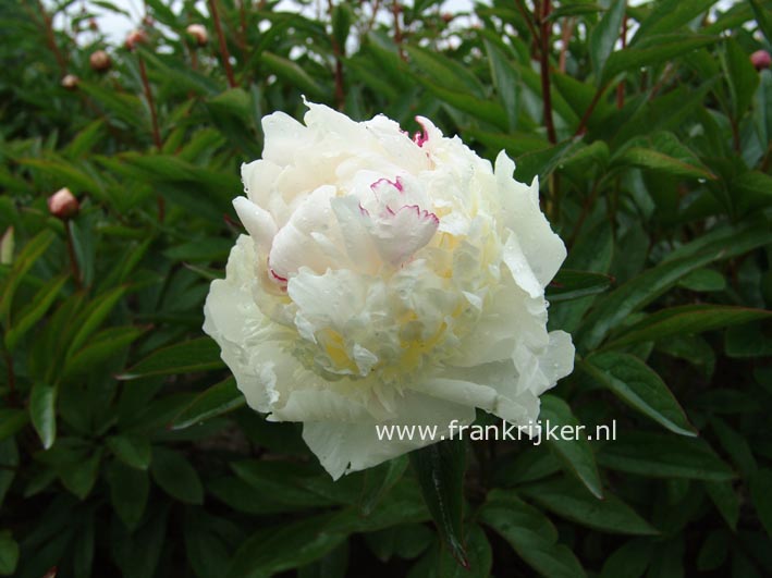 Paeonia 'Mme. de Verneville'