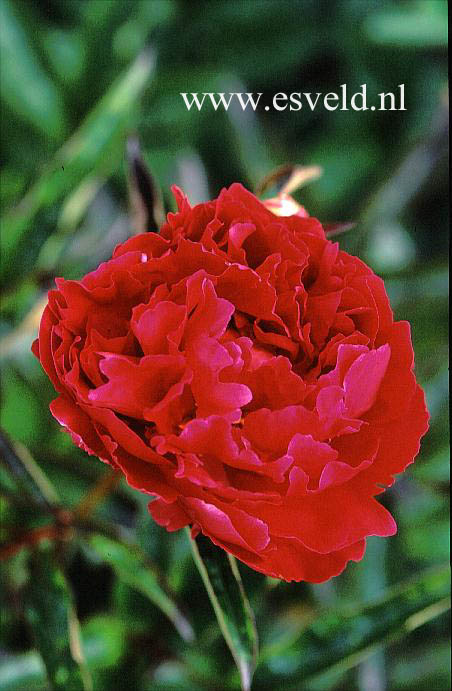 Paeonia 'Monsieur Adam Modelesku'