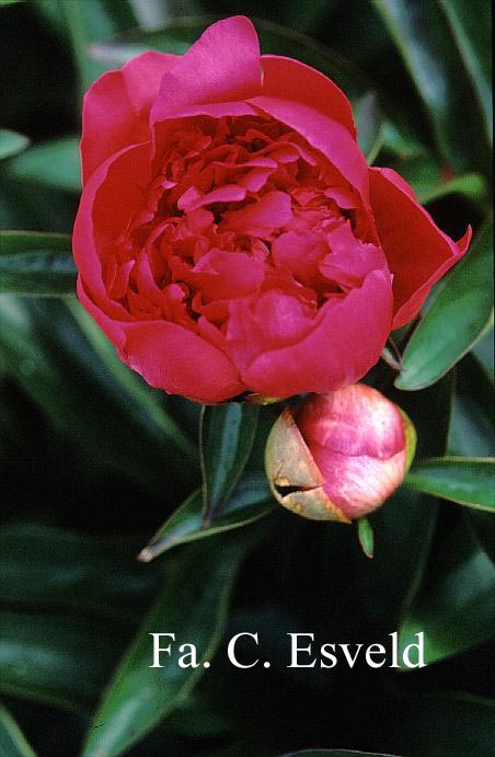 Paeonia 'Monsieur Krelage'