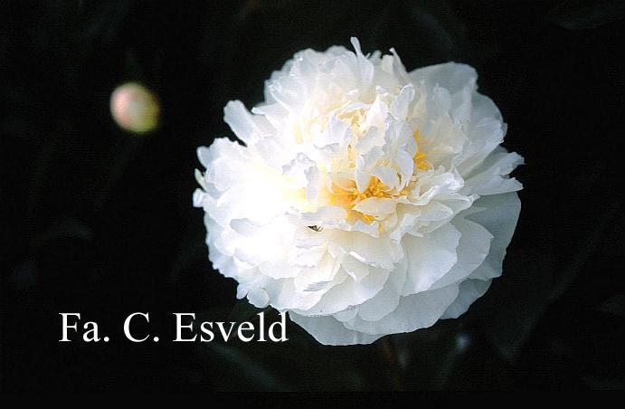 Paeonia 'Mrs. Edward Harding'