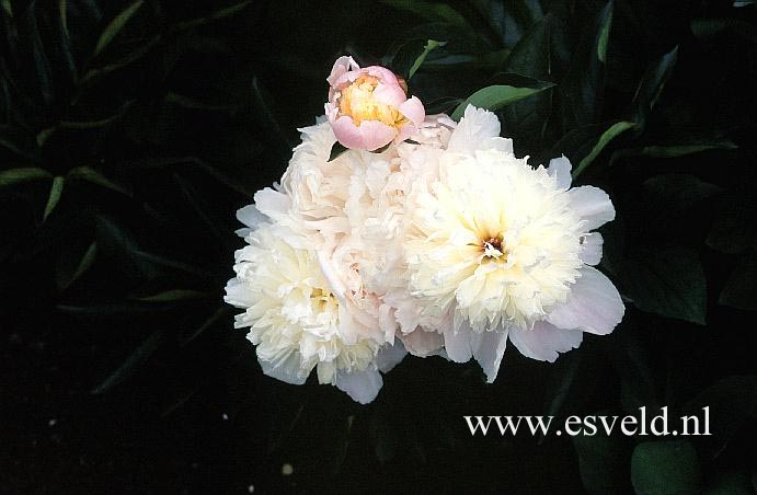 Paeonia 'Multiflora'