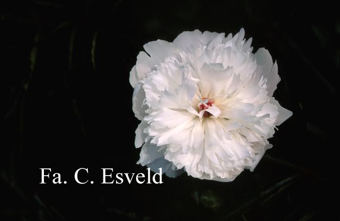 Paeonia 'Octavie Demay'