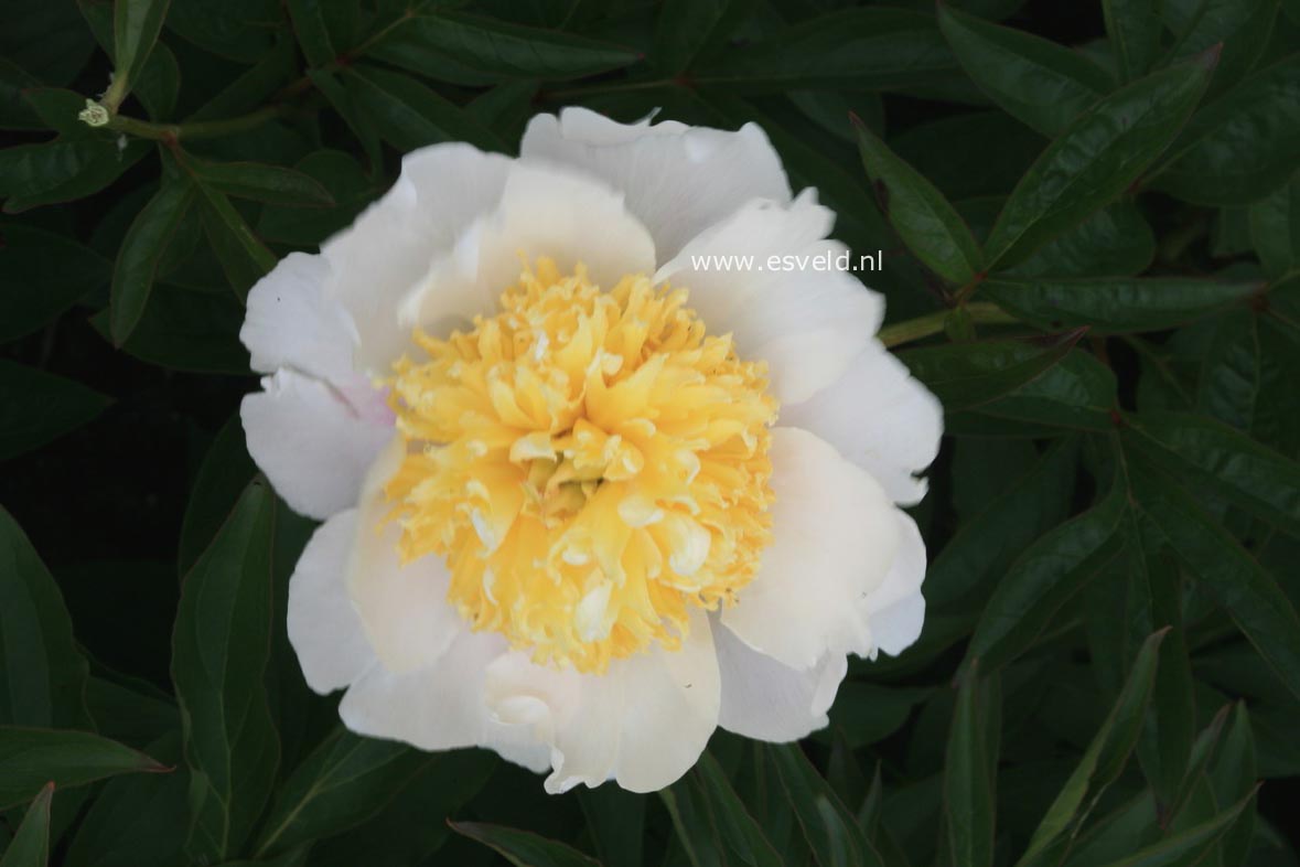 Paeonia 'Polar King'