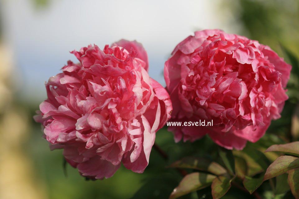Paeonia 'Prinses Juliana'