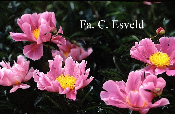 Paeonia 'Prof. Jean M. Duvernay'
