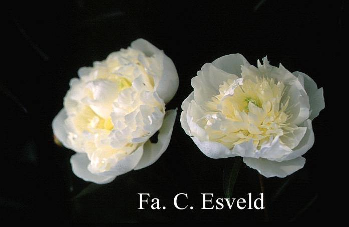 Paeonia 'Raoul Dessert'