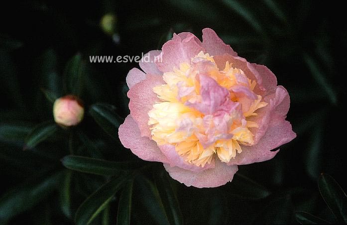 Paeonia 'Raspberry Sundae'