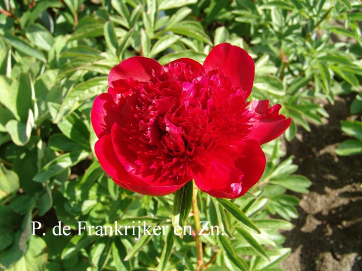 Paeonia 'Red Charm'