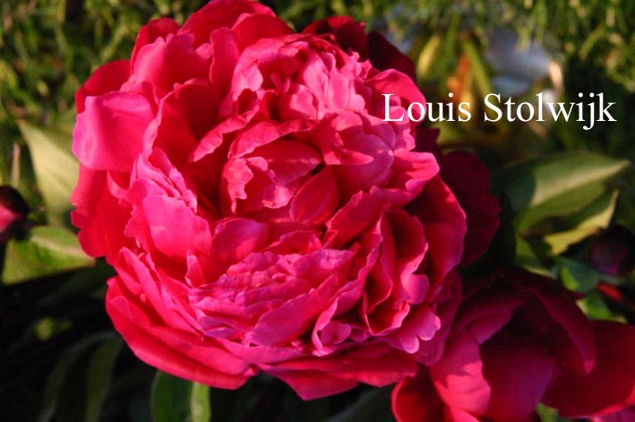 Paeonia 'Red Sarah Bernhard'