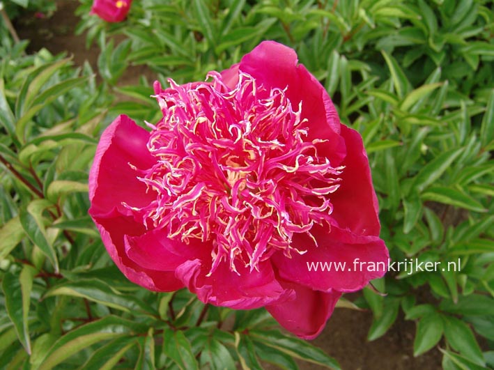 Paeonia 'Rigolote'