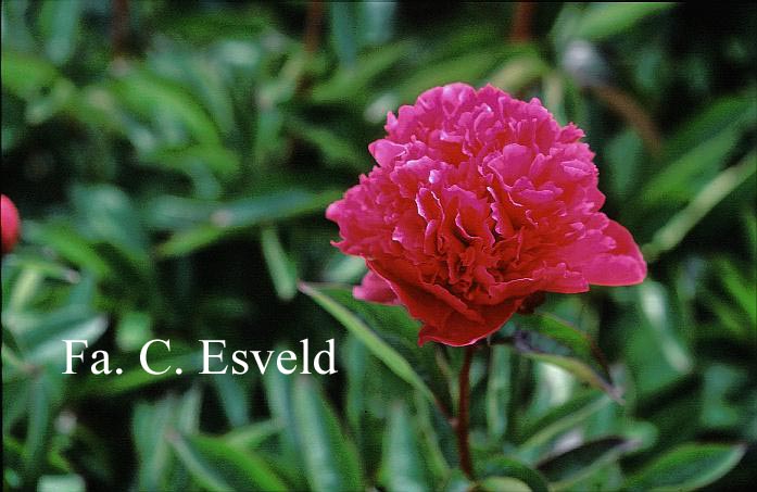 Paeonia 'Rose Unique'