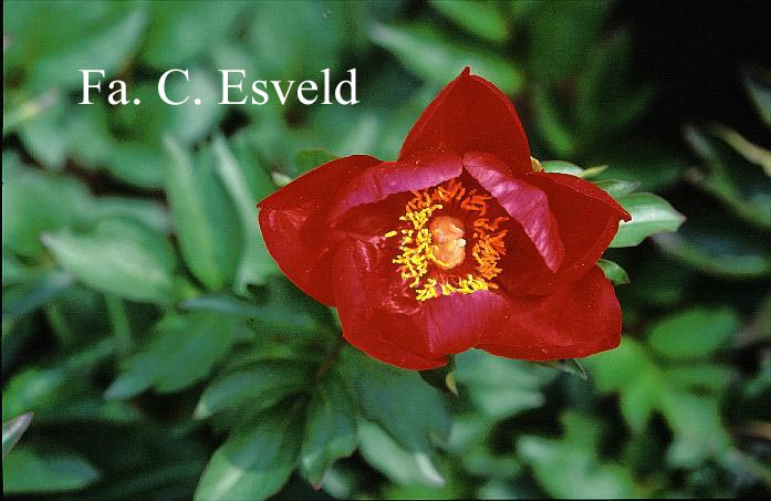 Paeonia 'Rubinschale'