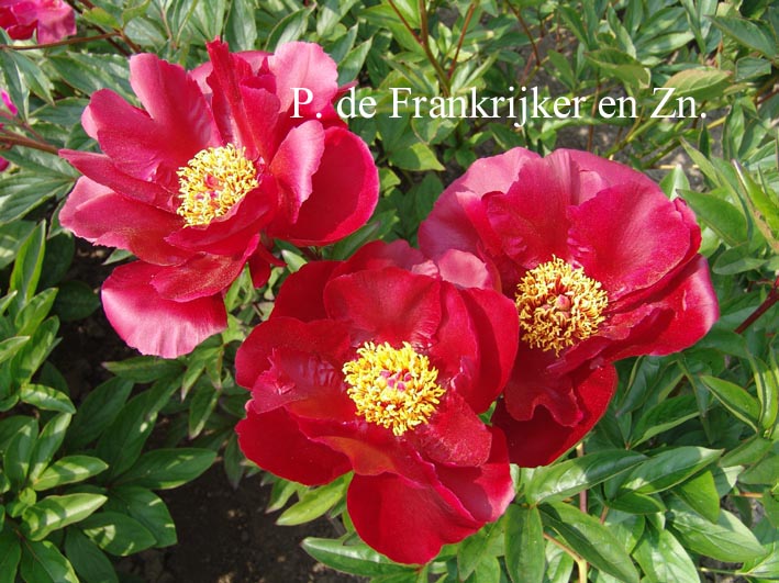 Paeonia 'Soshi'