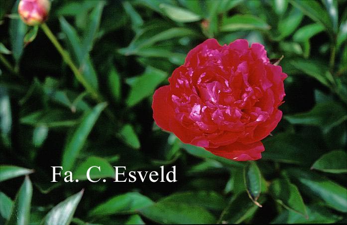 Paeonia 'Tourangelle'