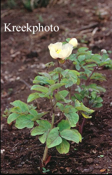 Paeonia mlokosewitschii