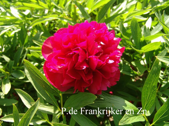 Paeonia officinalis 'Rubra Plena'