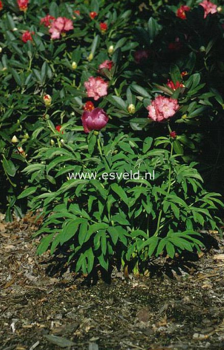 Paeonia officinalis var. banatica