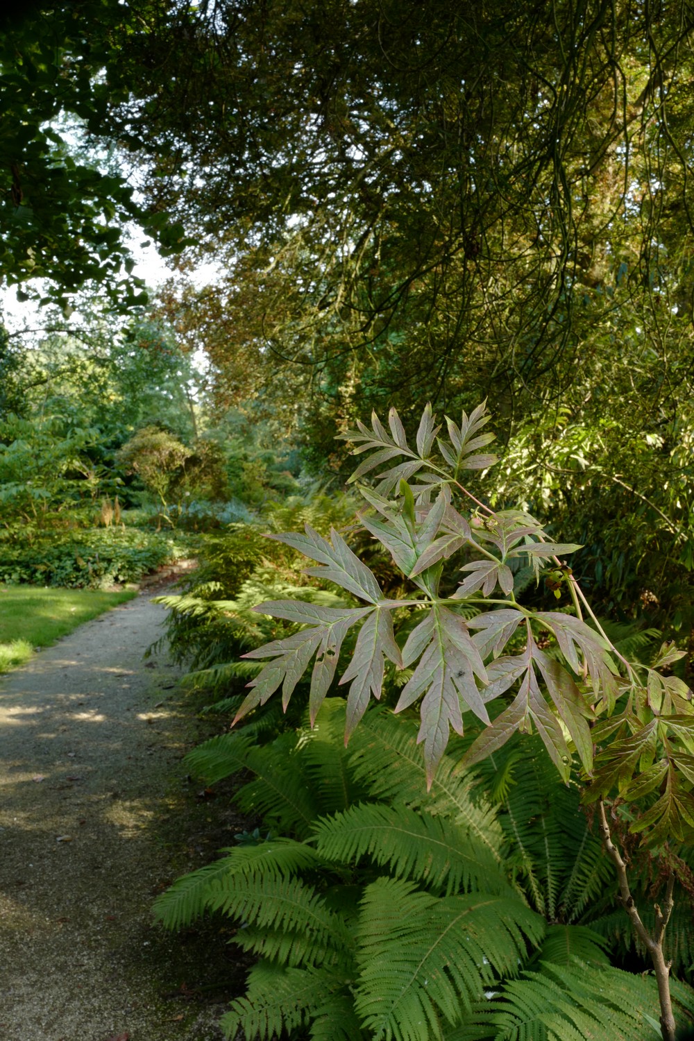 Paeonia suffruticosa