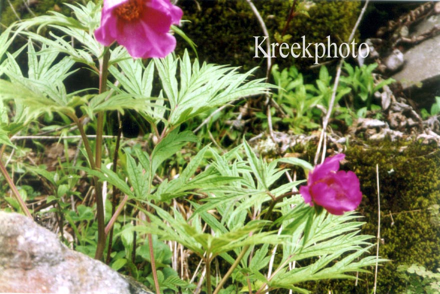 Paeonia veitchii