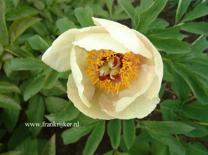 Paeonia wittmanniana
