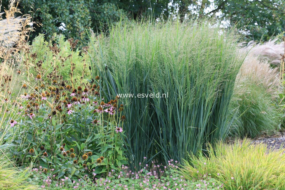 Panicum virgatum 'Northwind'