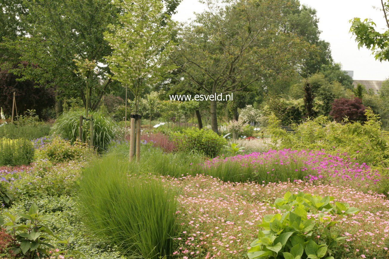 Panicum virgatum 'Prairie Sky'