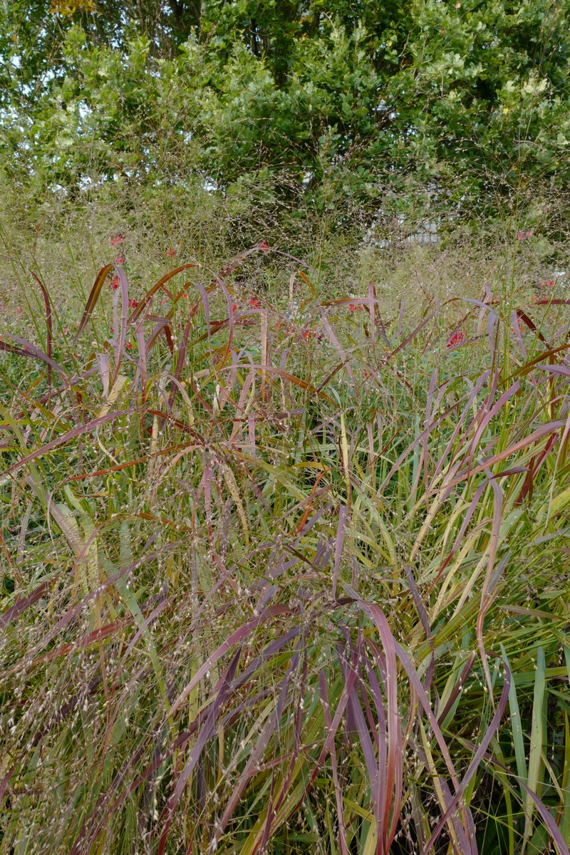 Panicum virgatum 'Rehbraun'