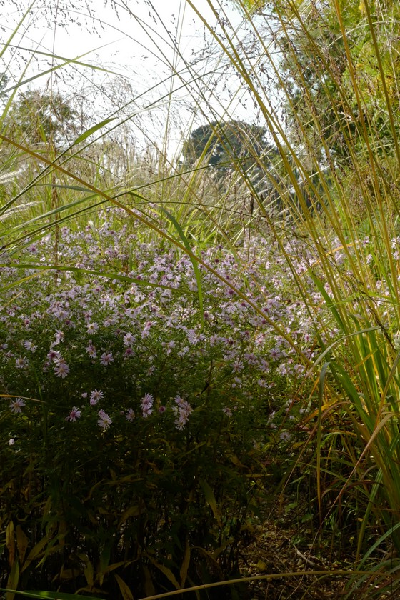 Panicum virgatum 'Warrior'