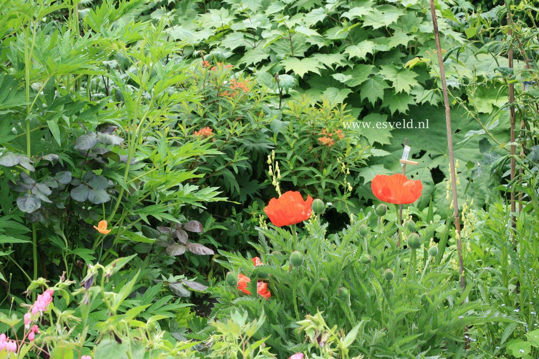 Papaver orientale 'Marcus Perry'