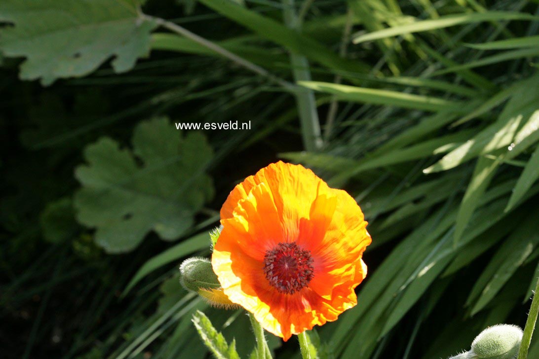 Papaver orientale 'Watermelon'