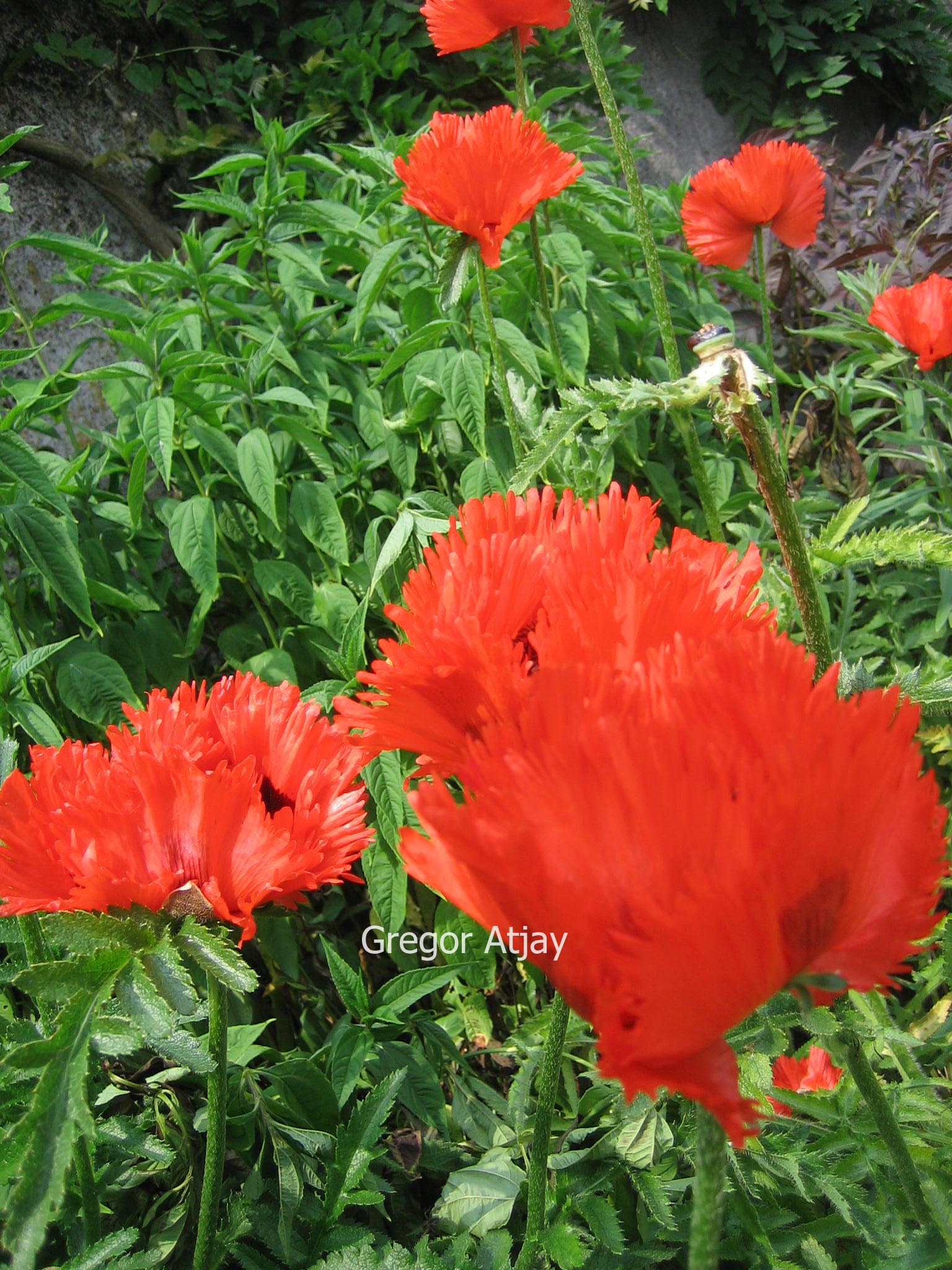 Papaver orientale