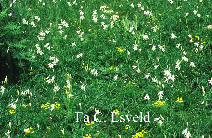 Paradisea liliastrum