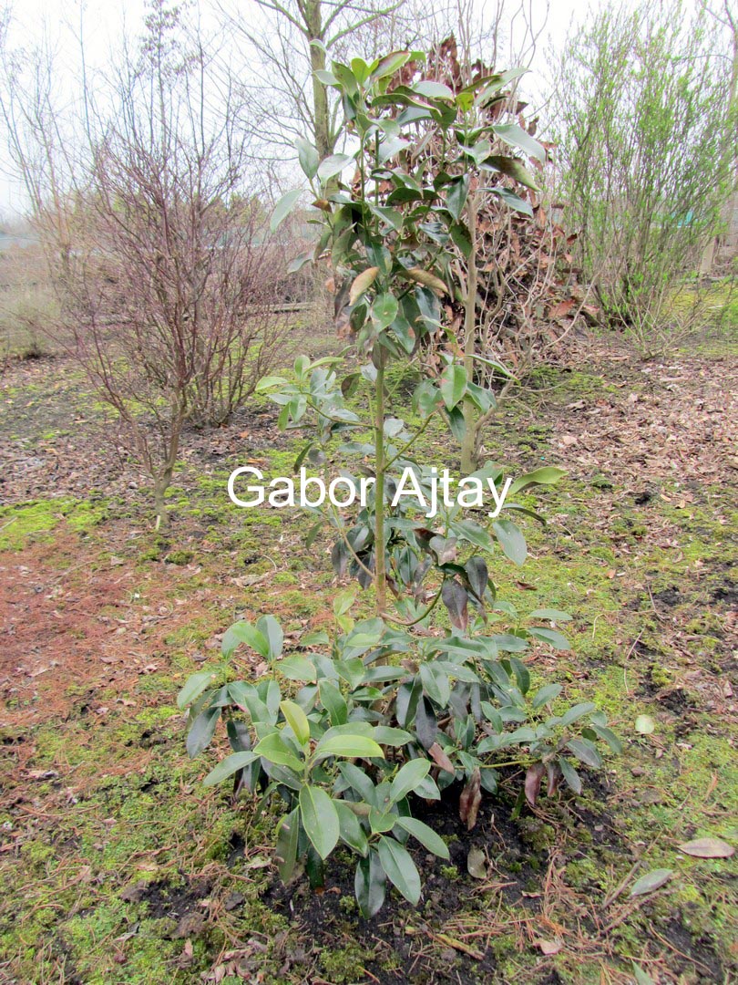 Parakmeria lotungensis