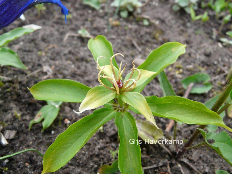 Paris polyphylla