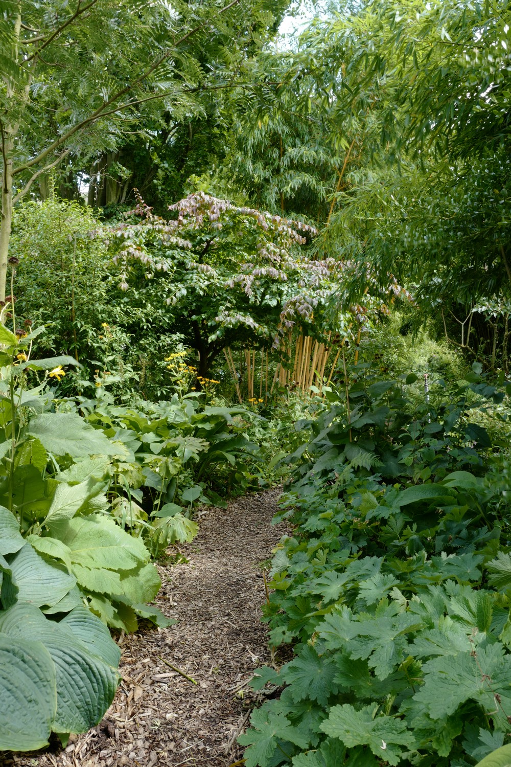 Parrotia persica 'Het Plantsoen'