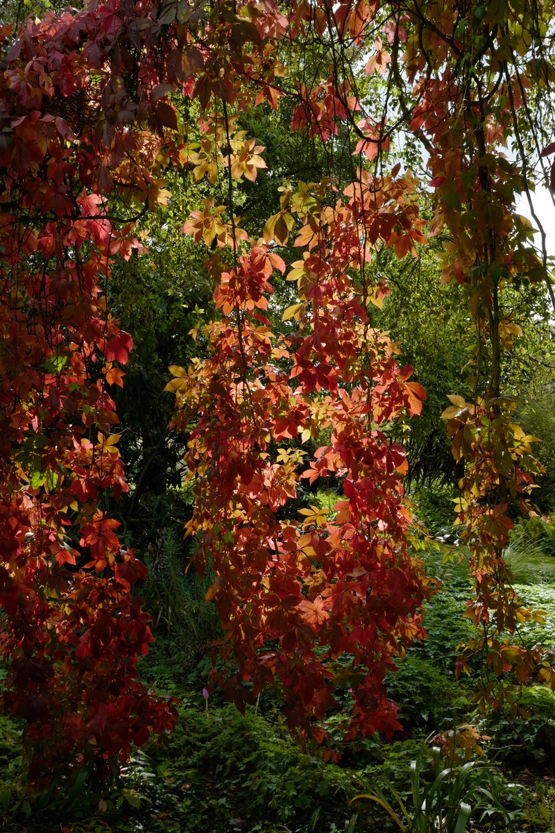 Parthenocissus henryana