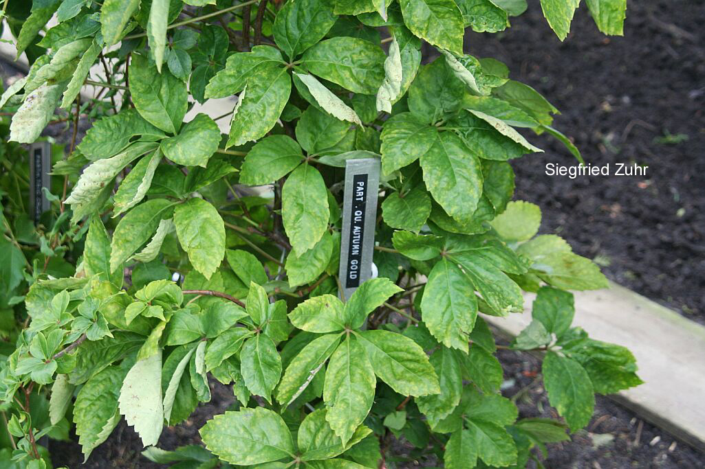 Parthenocissus quinquefolia 'Golden Autumn'