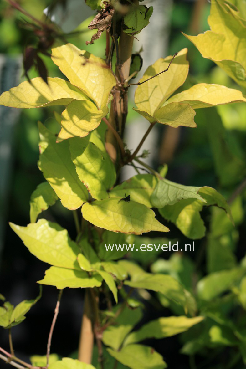 Parthenocissus tricuspidata 'Fenway Park'