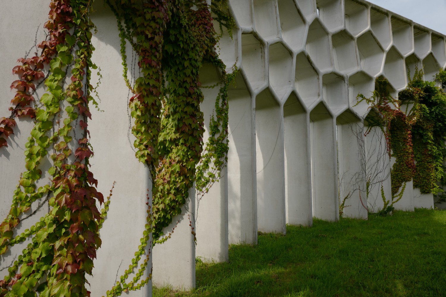 Parthenocissus tricuspidata