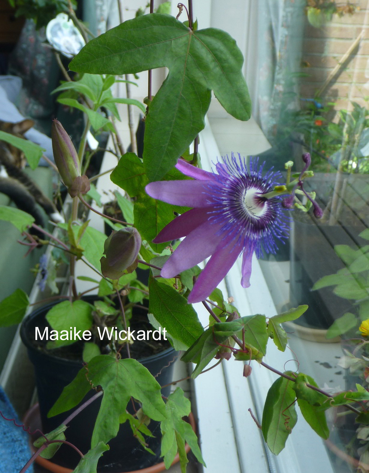 Passiflora 'Amethyst'