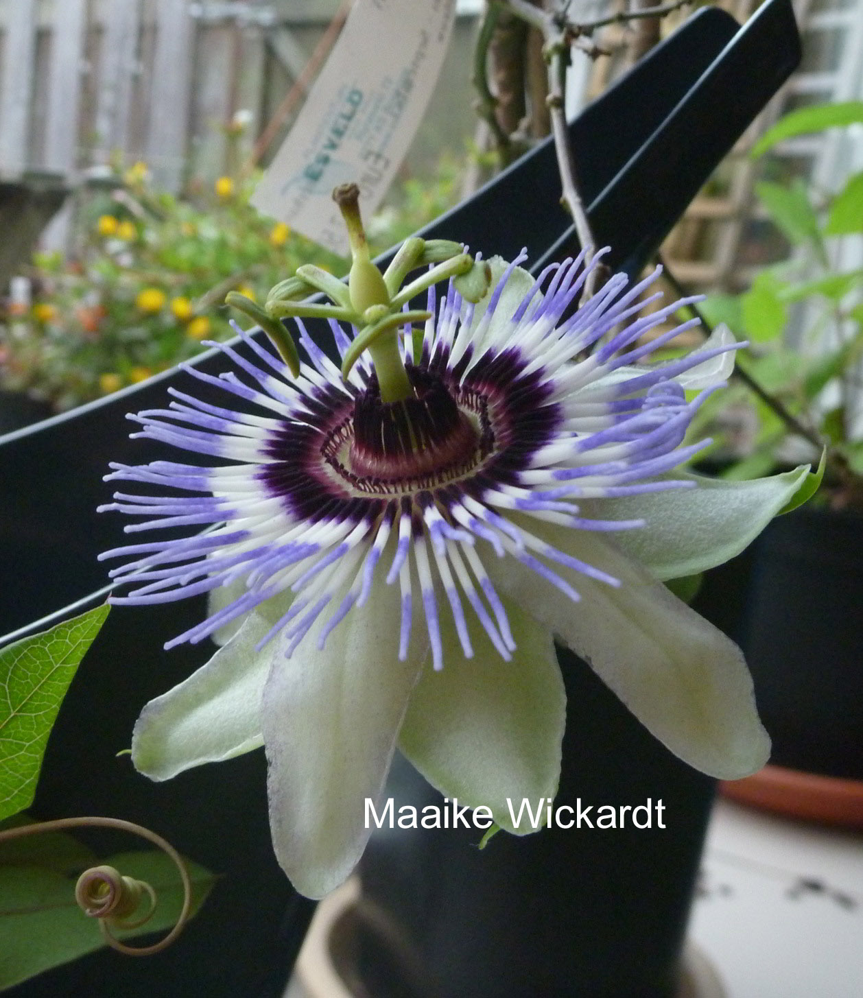 Passiflora 'Clear Sky'
